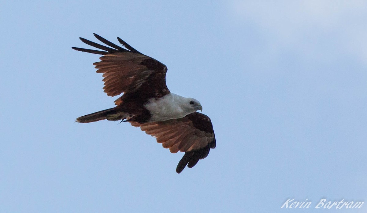 Brahminy Kite - ML269977171