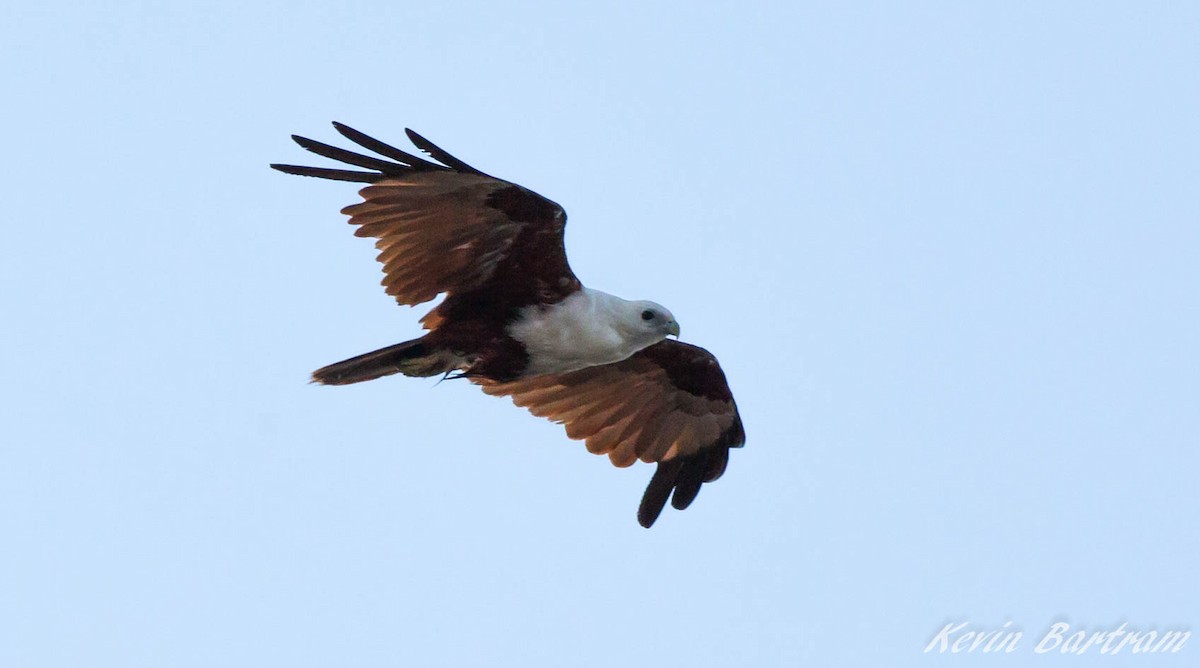 Brahminy Kite - ML269977181