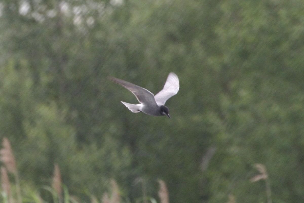 Black Tern - ML269978291