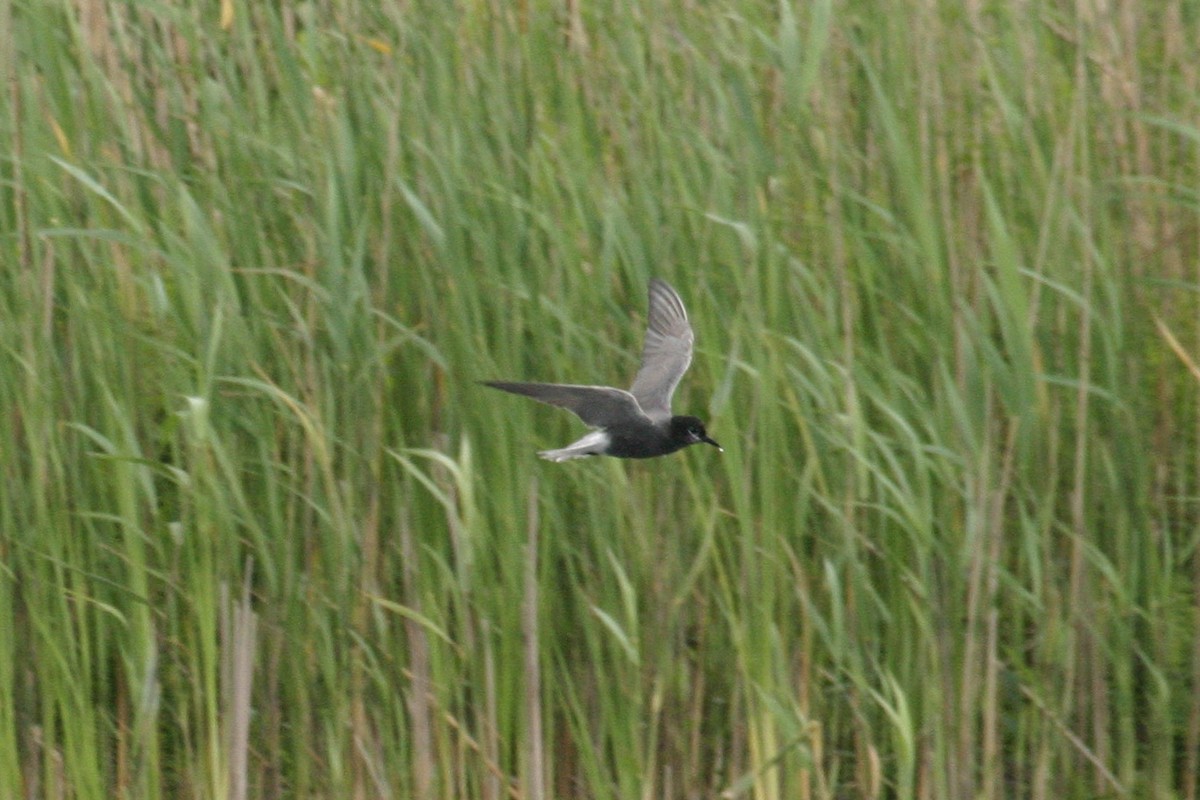 Black Tern - ML269978301