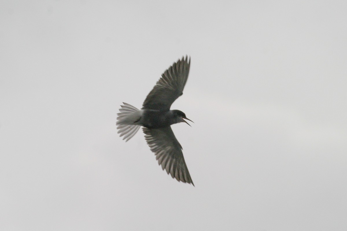 Black Tern - ML269978331