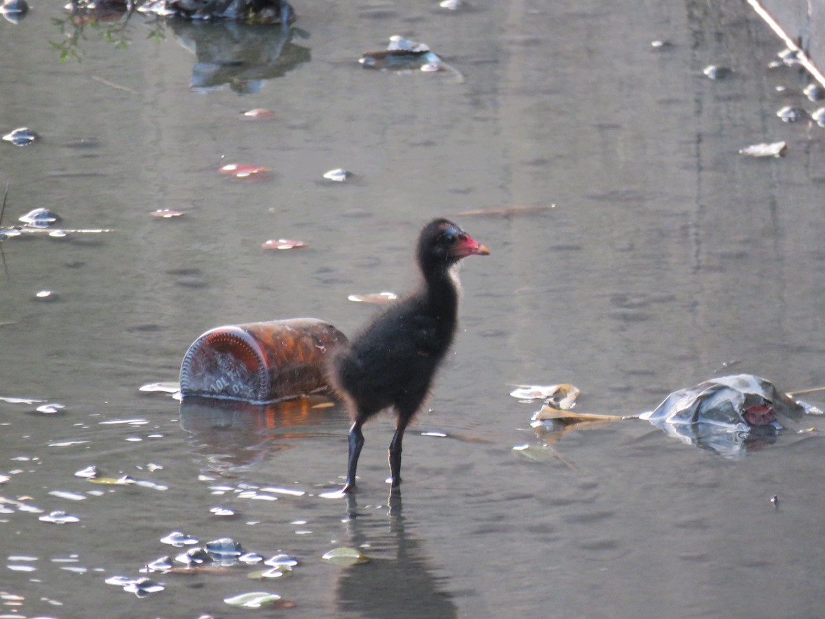 Eurasian Moorhen - ML269979891