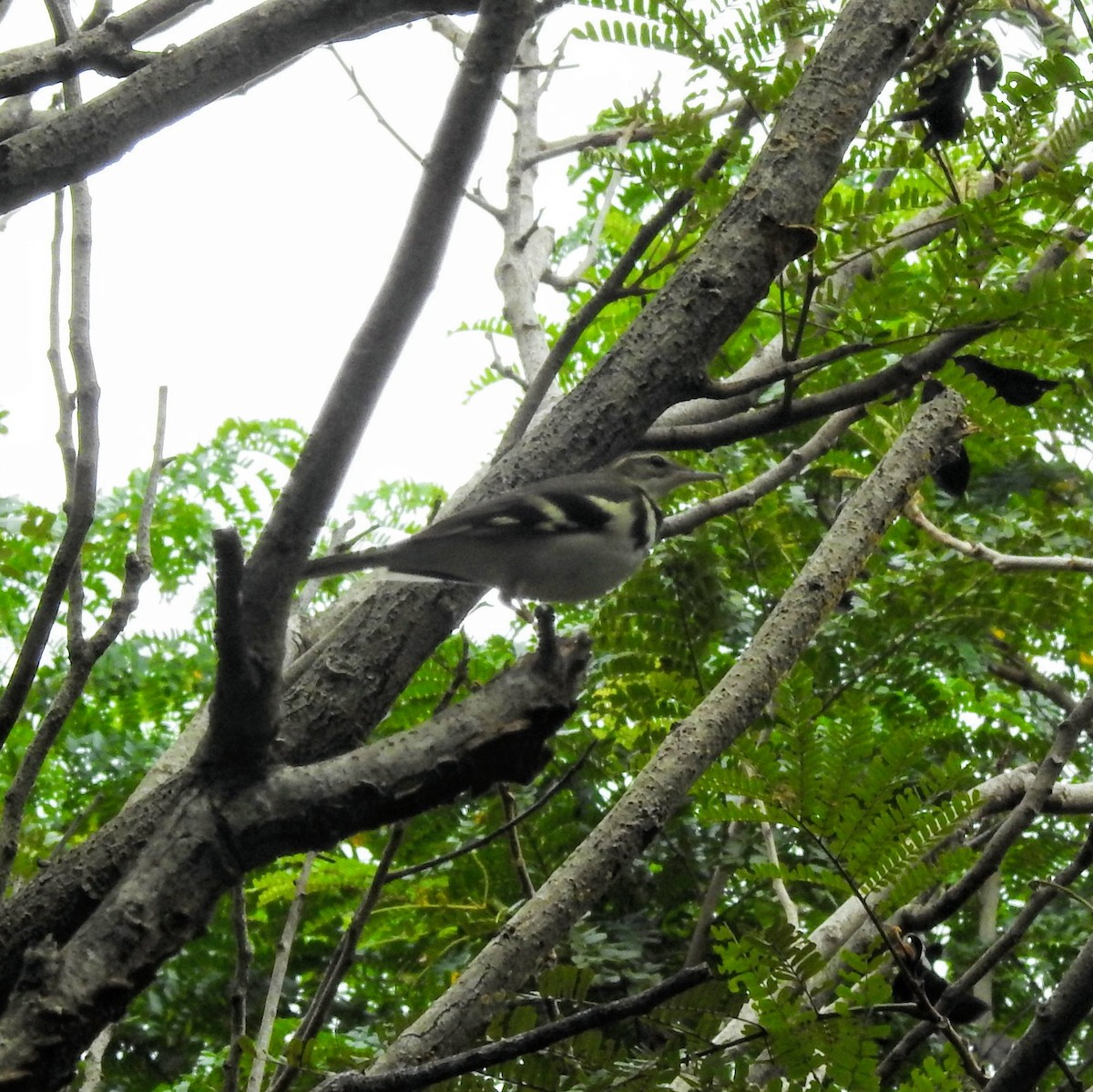 Forest Wagtail - Balakrishnan R