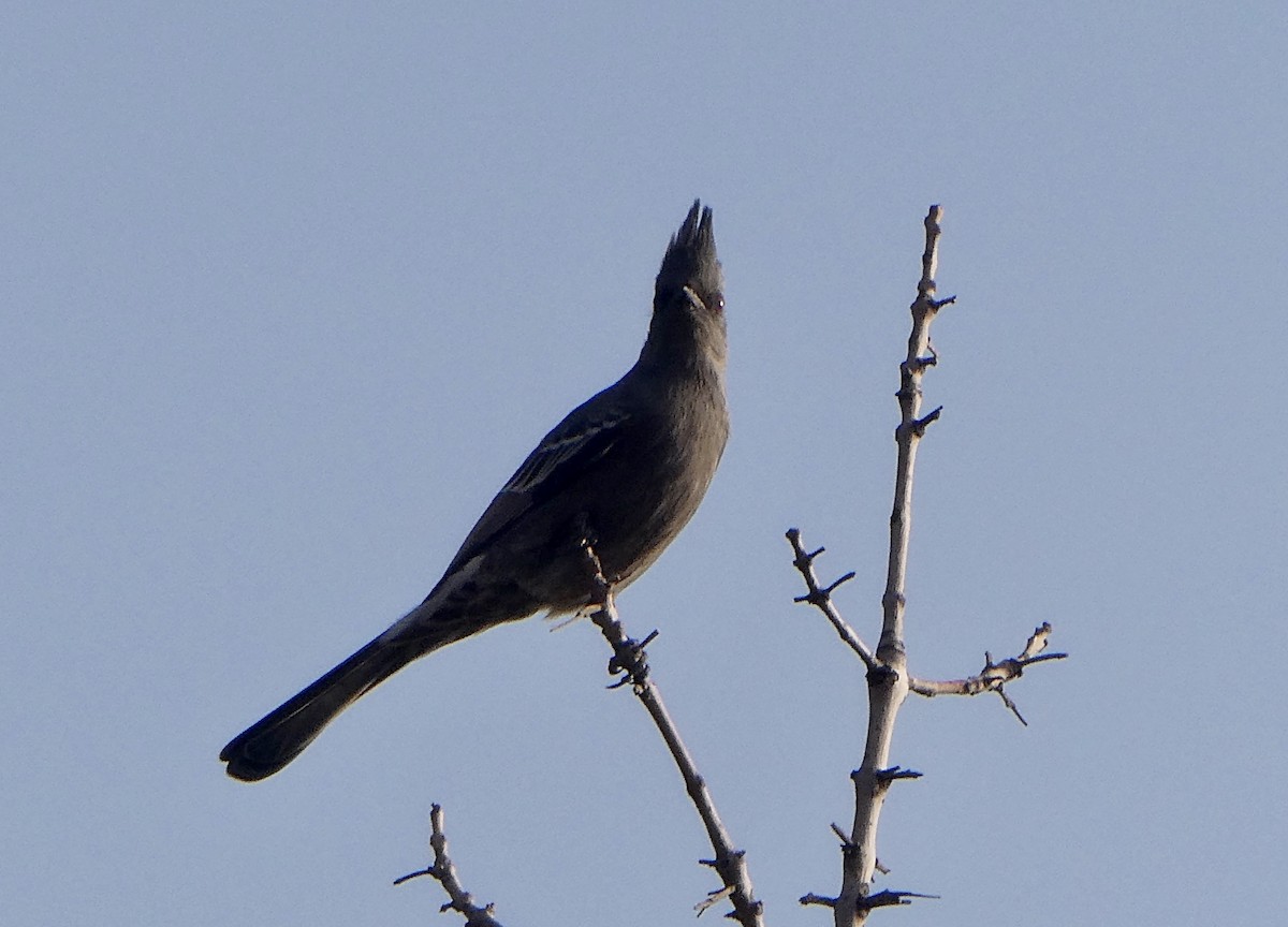 Phainopepla - Karen Hay