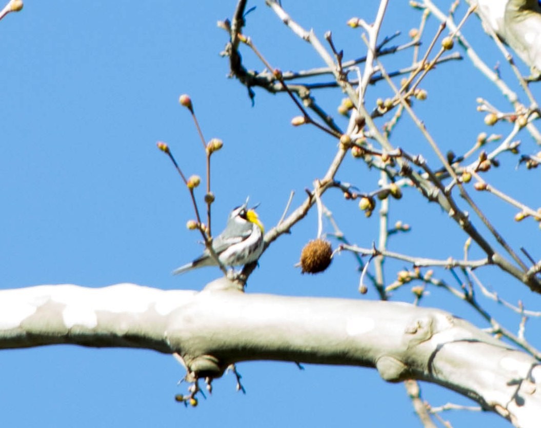 Yellow-throated Warbler - ML26998301