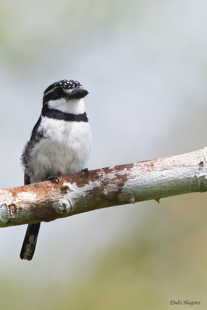 Pied Puffbird - ML269983271