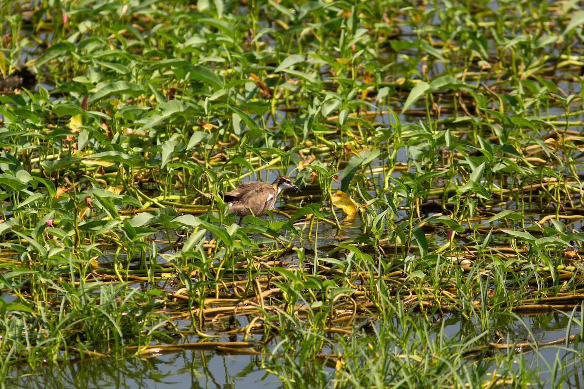 Pheasant-tailed Jacana - ML269985001