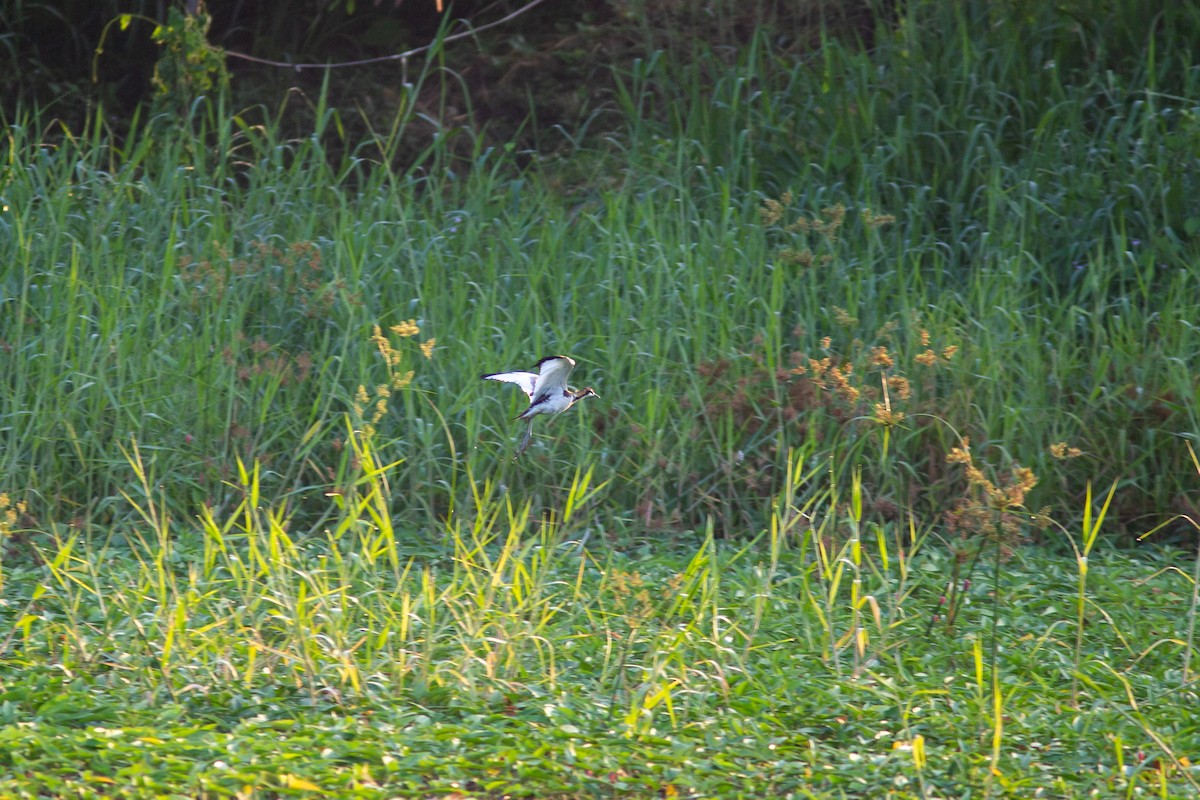 Pheasant-tailed Jacana - ML269985011
