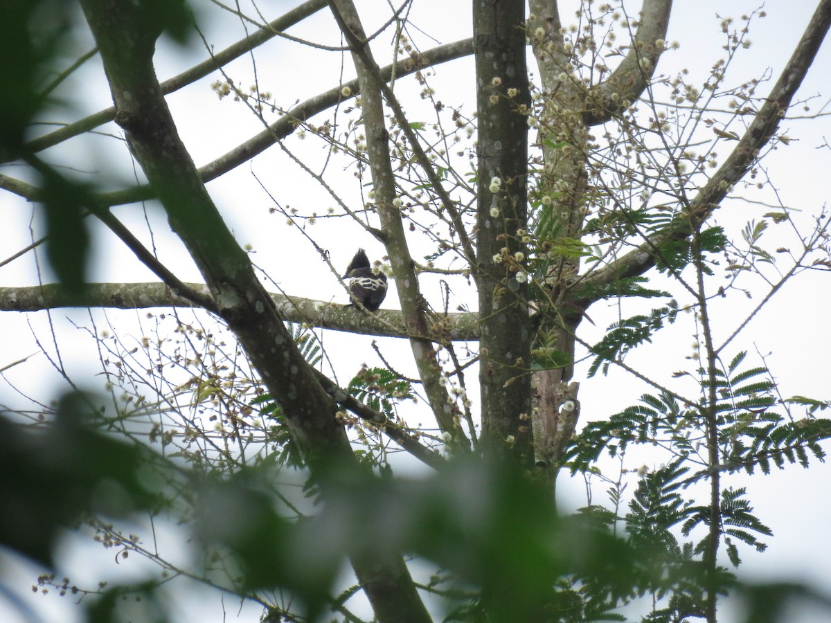 Heart-spotted Woodpecker - ML269986411