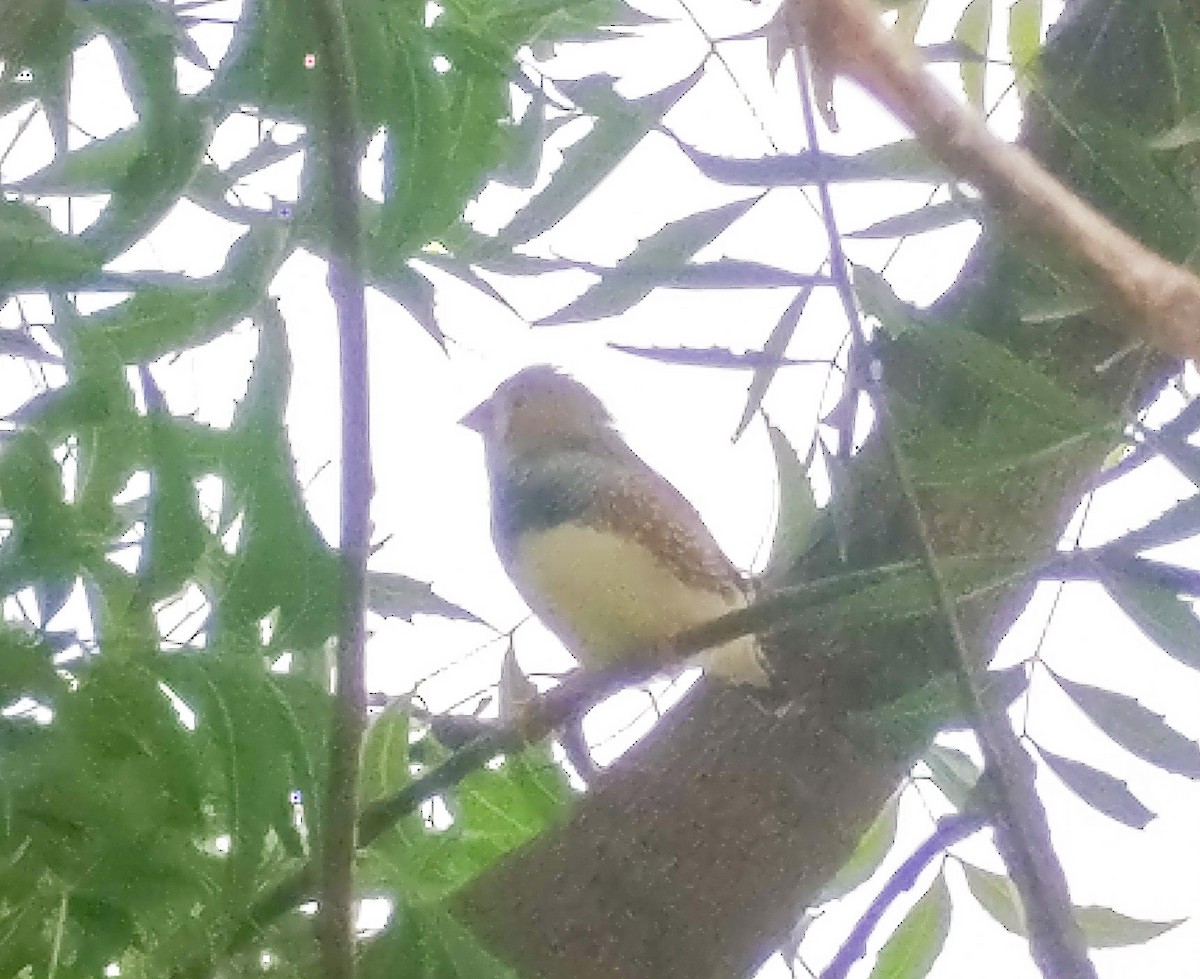 Zebra Finch - ML269986751