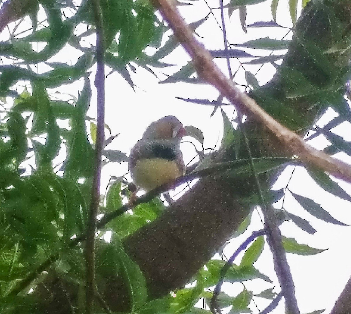 Zebra Finch - ML269986761
