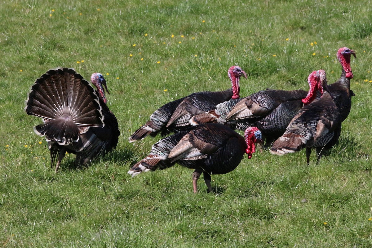 Wild Turkey - ML269987471