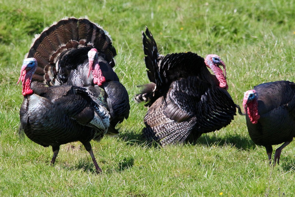 Wild Turkey - ML269987481