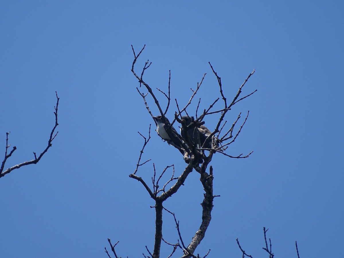 White-breasted Woodswallow - ML269987671