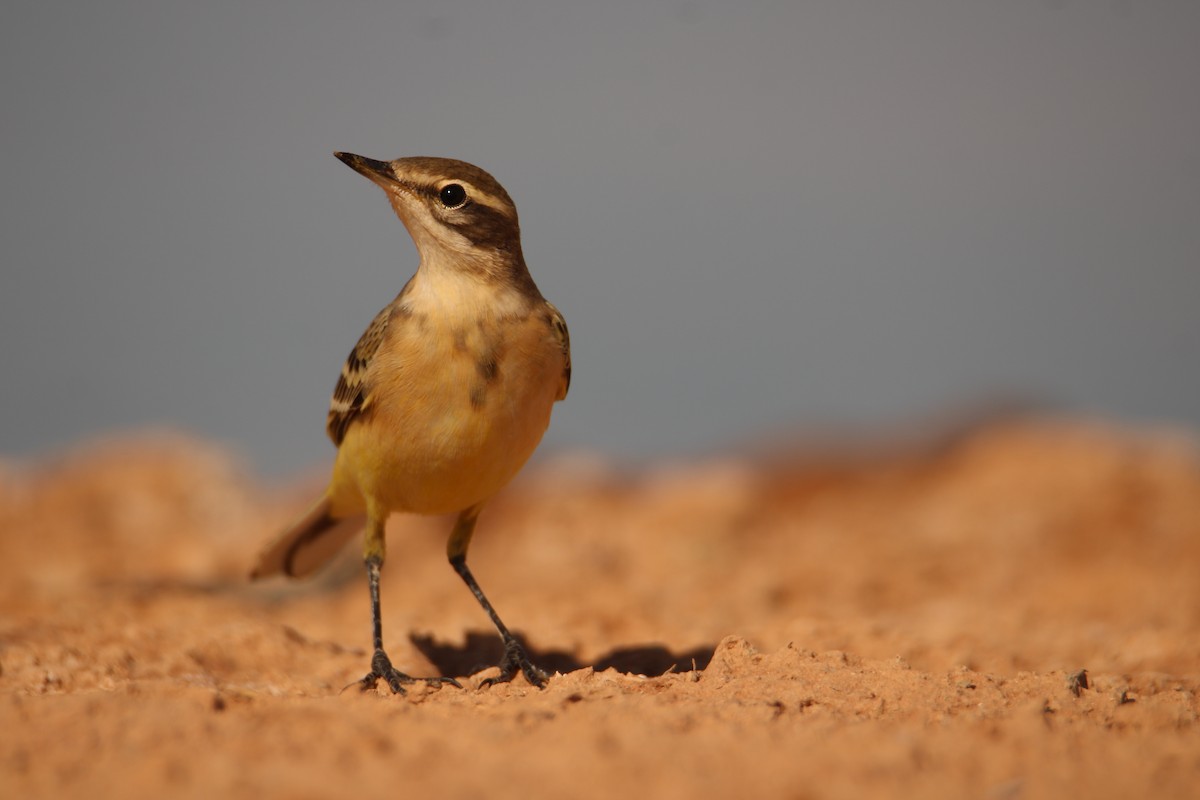 Western Yellow Wagtail - ML269989011