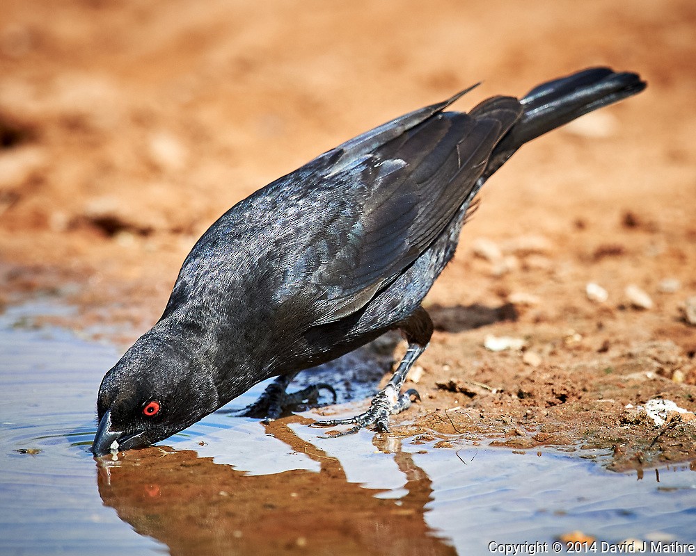 Bronzed Cowbird - ML269989991