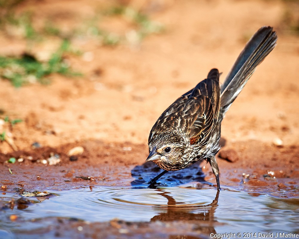 Red-winged Blackbird - ML269990161