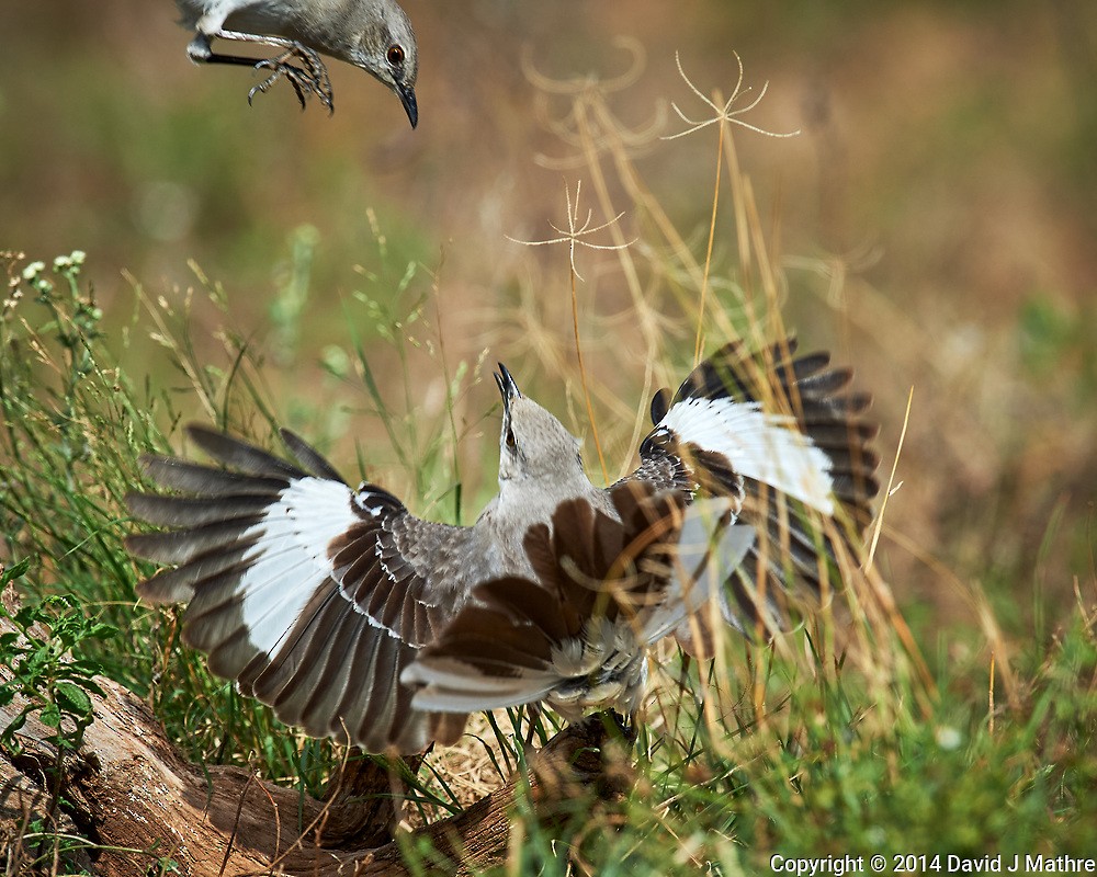 Northern Mockingbird - ML269990291