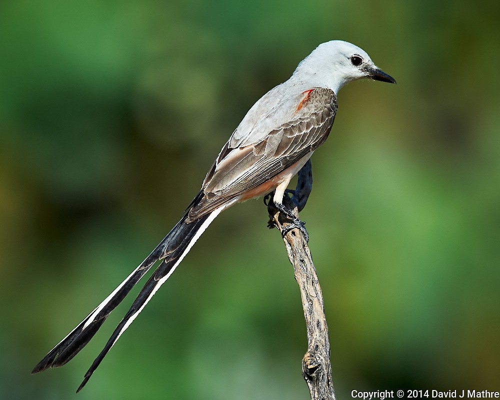 Scissor-tailed Flycatcher - ML269990781