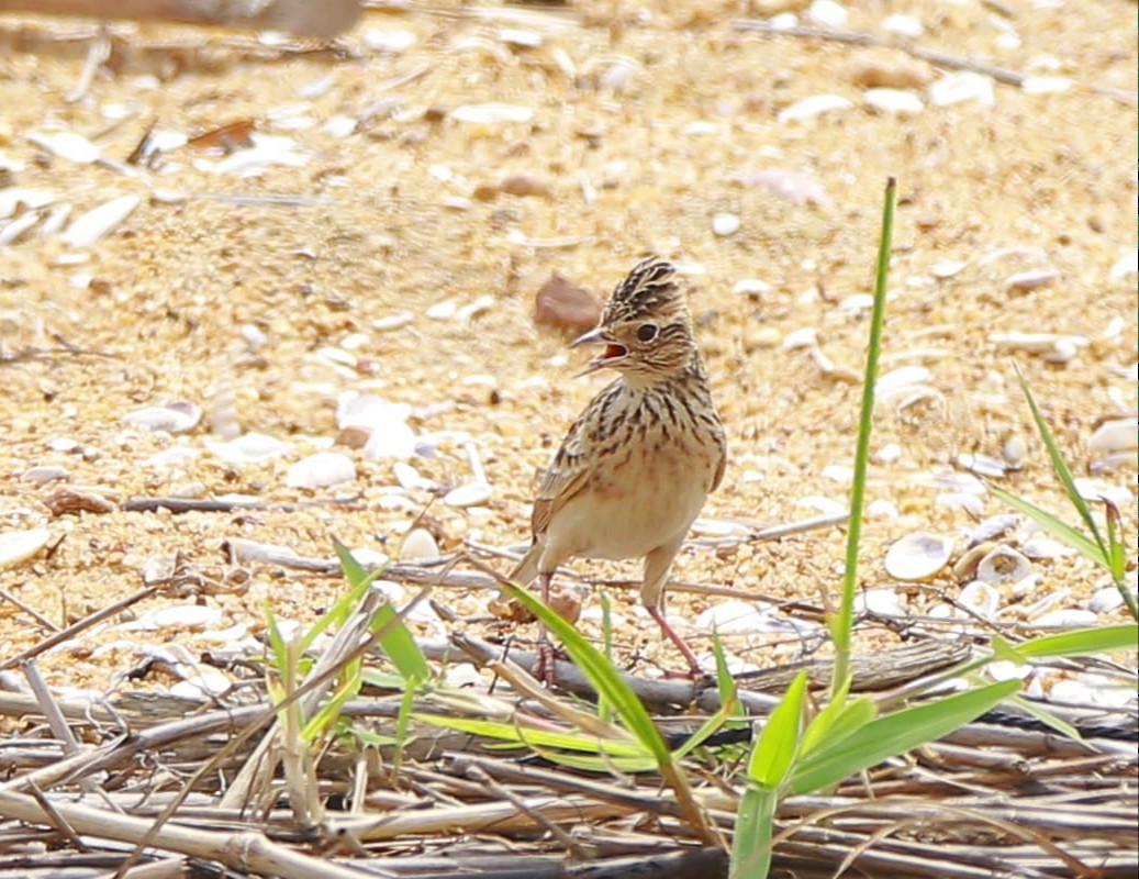 Oriental Skylark - Arun Gopi