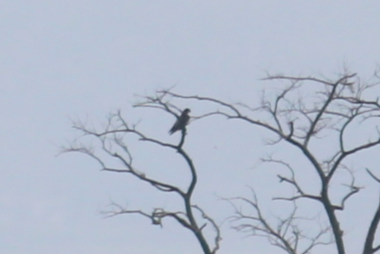 Peregrine Falcon (Shaheen) - ML269996121