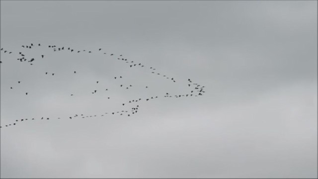 Straw-necked Ibis - ML269996351