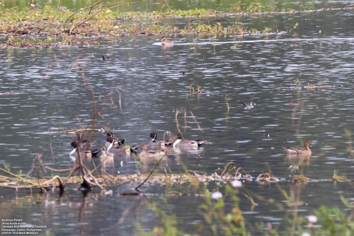 Northern Pintail - ML269996401