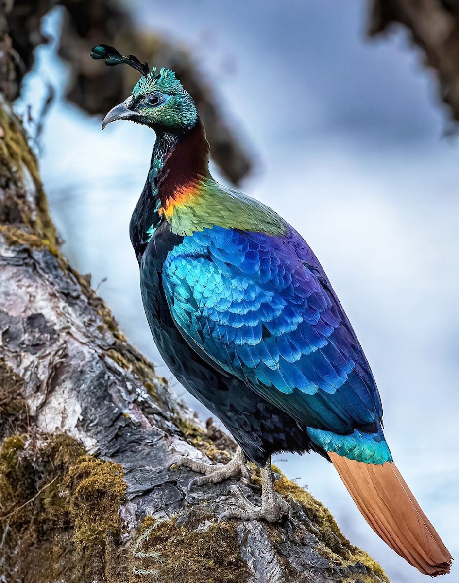 Himalayan Monal - ML269996471