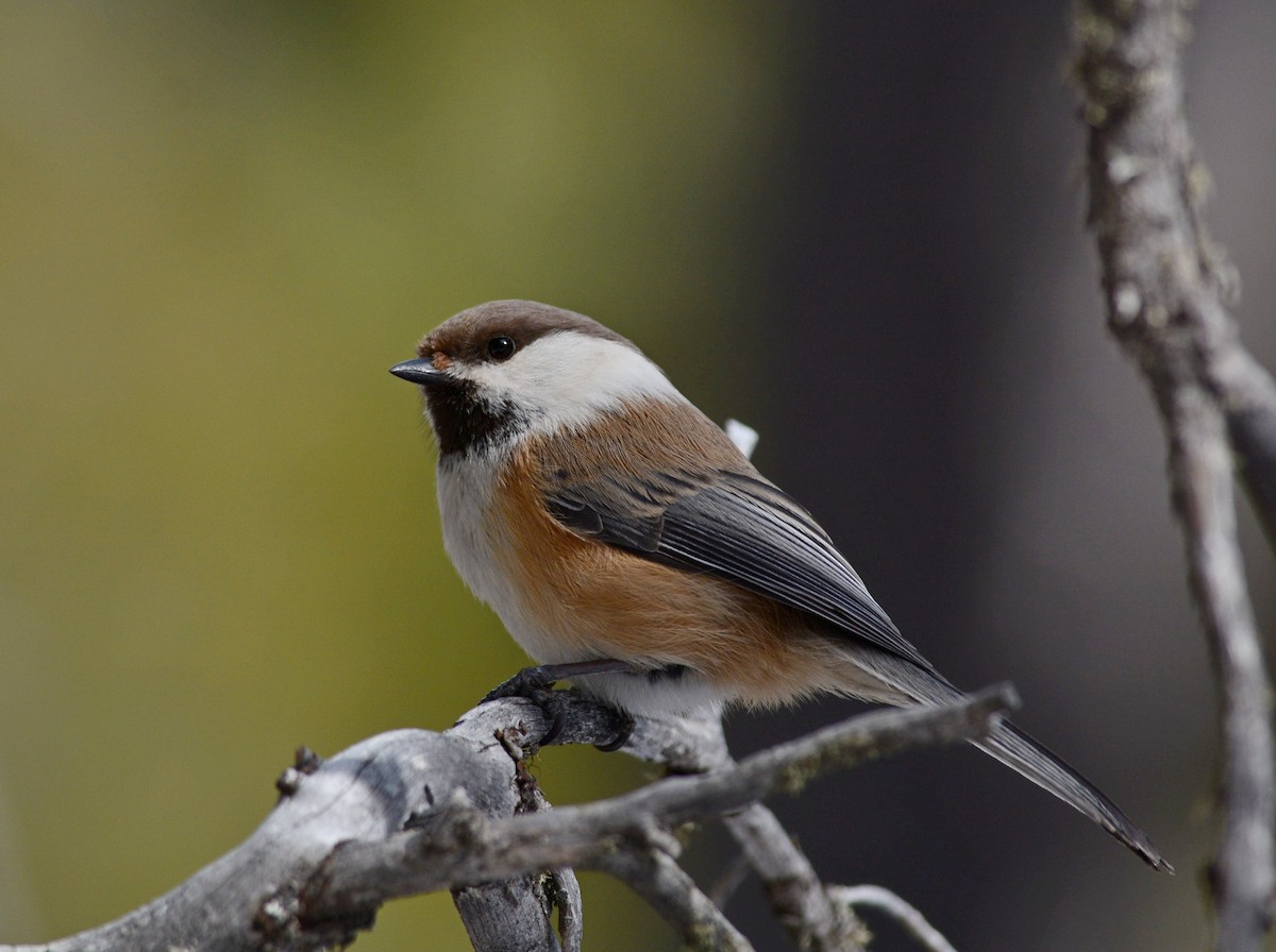 Gray-headed Chickadee - Batmunkh Davaasuren