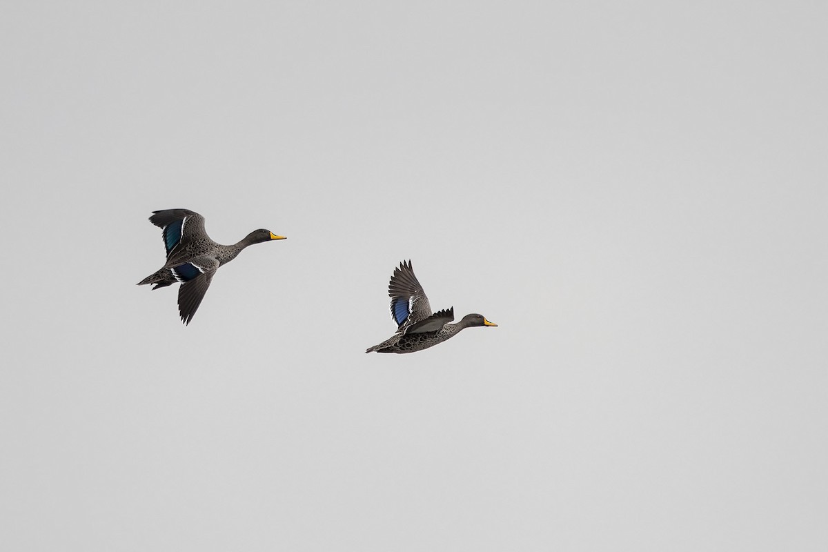 Yellow-billed Duck - ML269997331