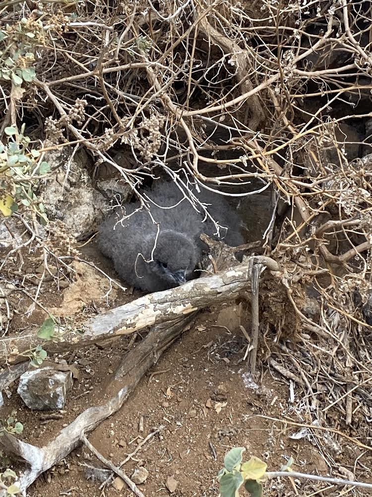 Wedge-tailed Shearwater - ML269997701