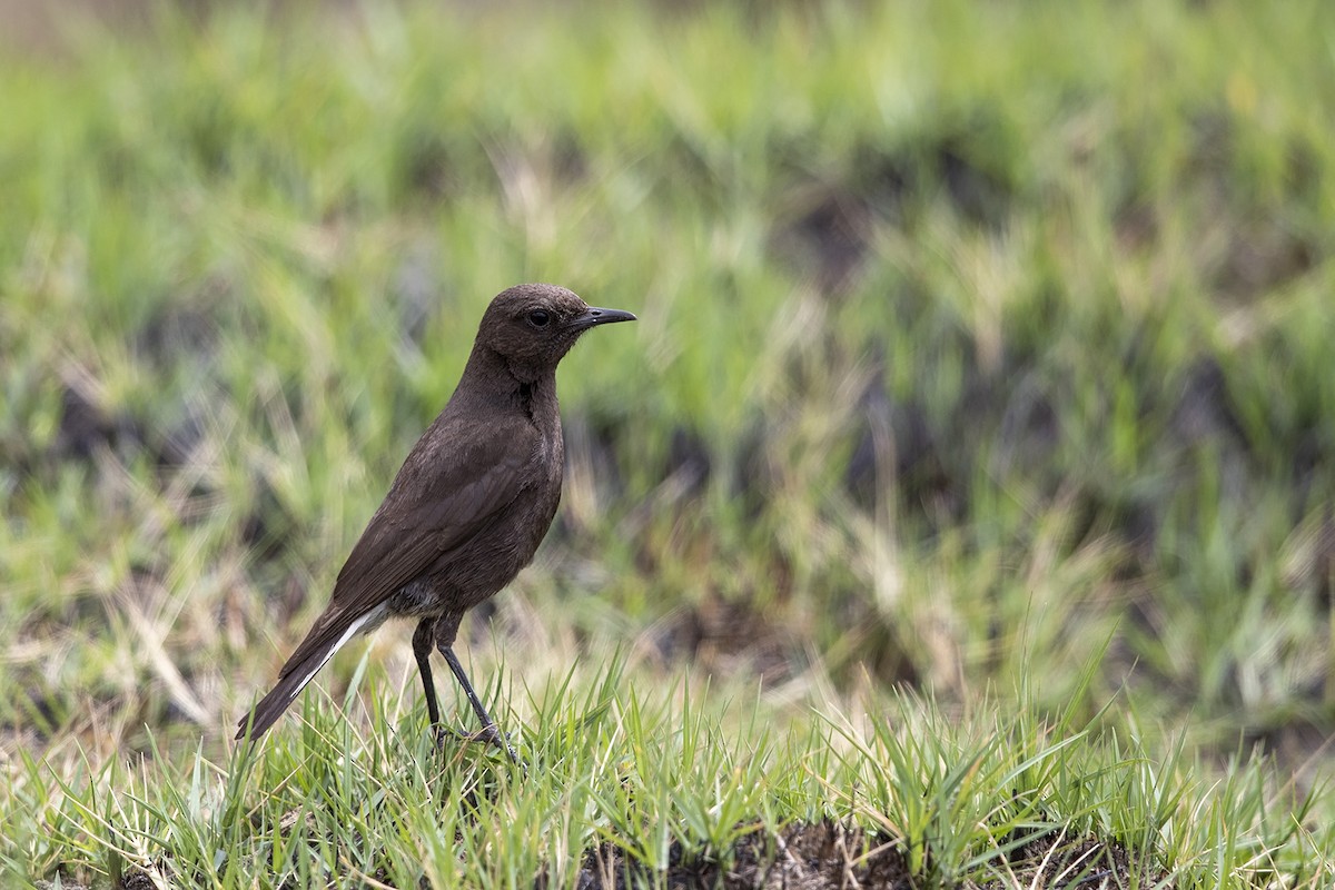 Mountain Wheatear - Niall D Perrins