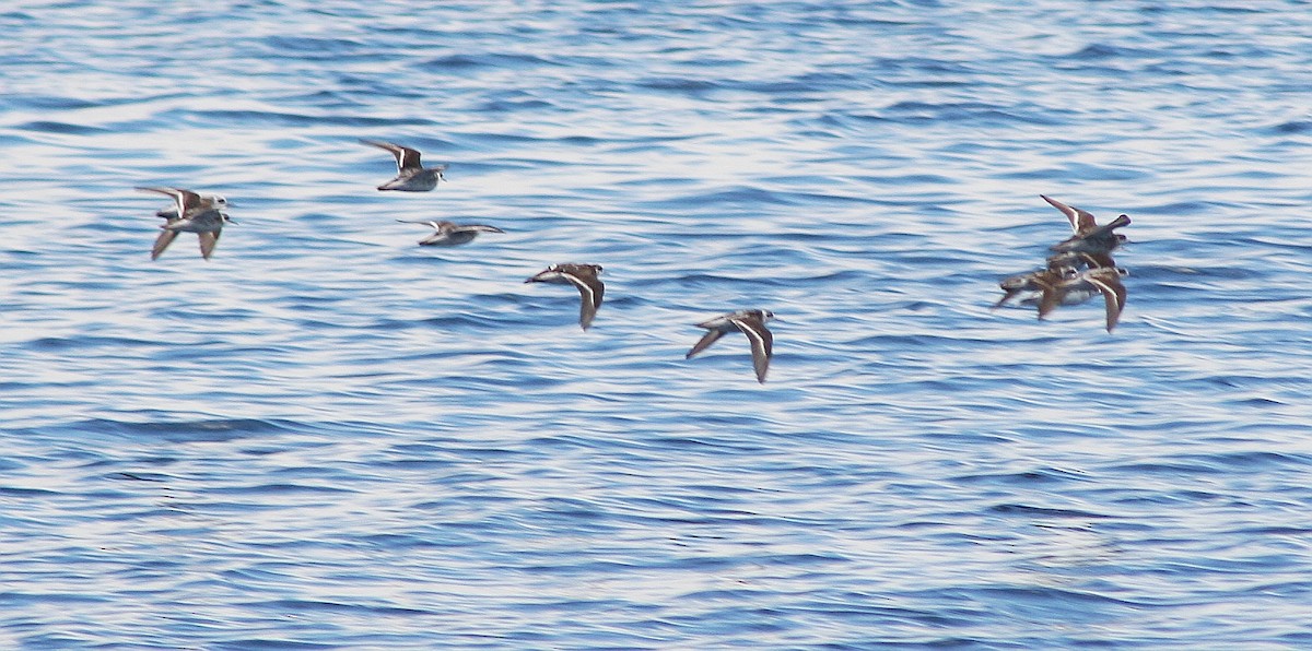 Phalarope à bec étroit - ML269999031