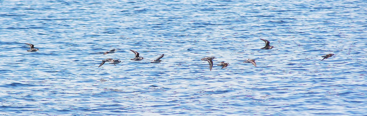 Red-necked Phalarope - AMANDA HACKING