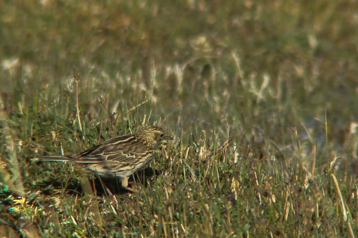 Correndera Pipit - ML270004191