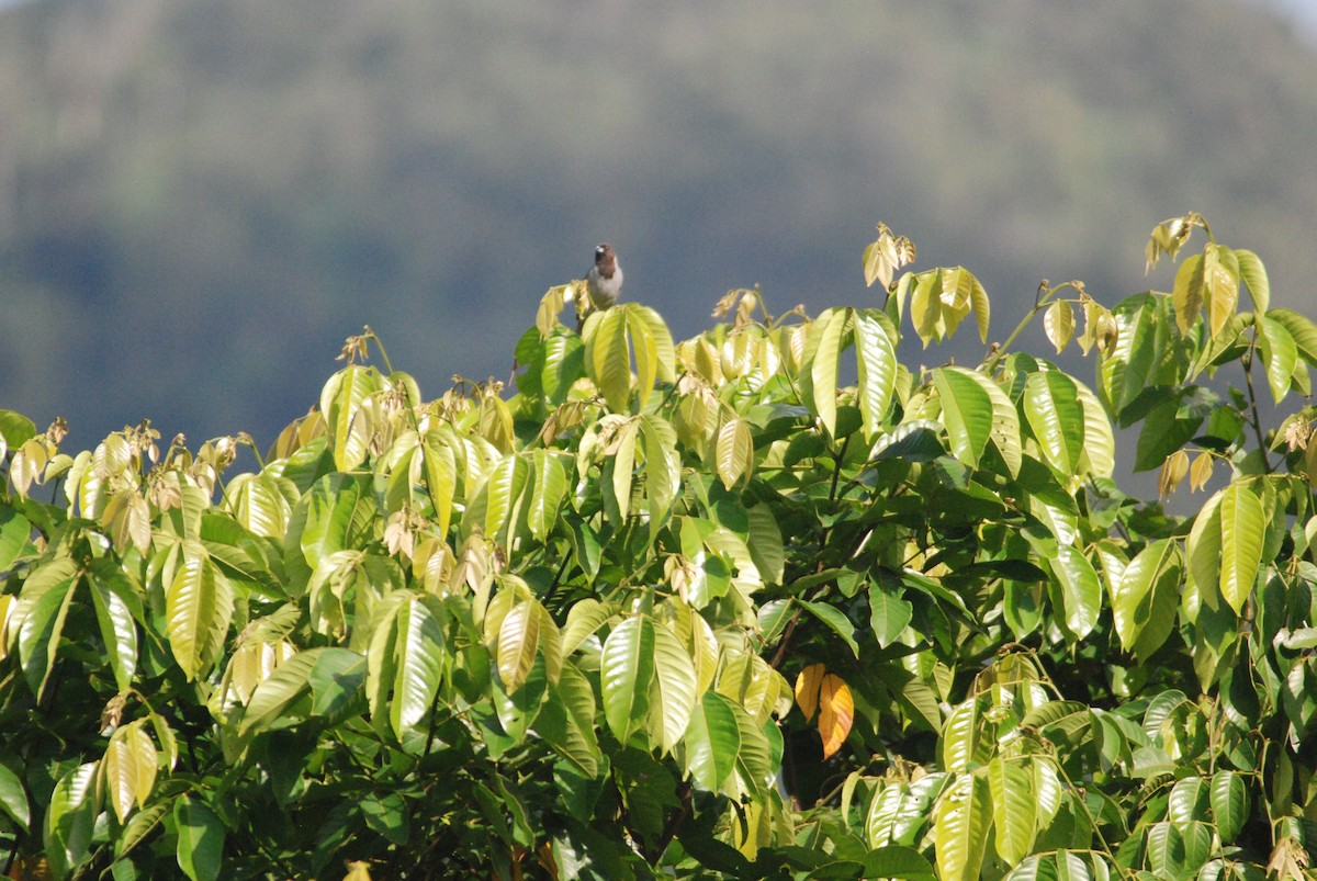 Black-faced Tanager - ML270004801