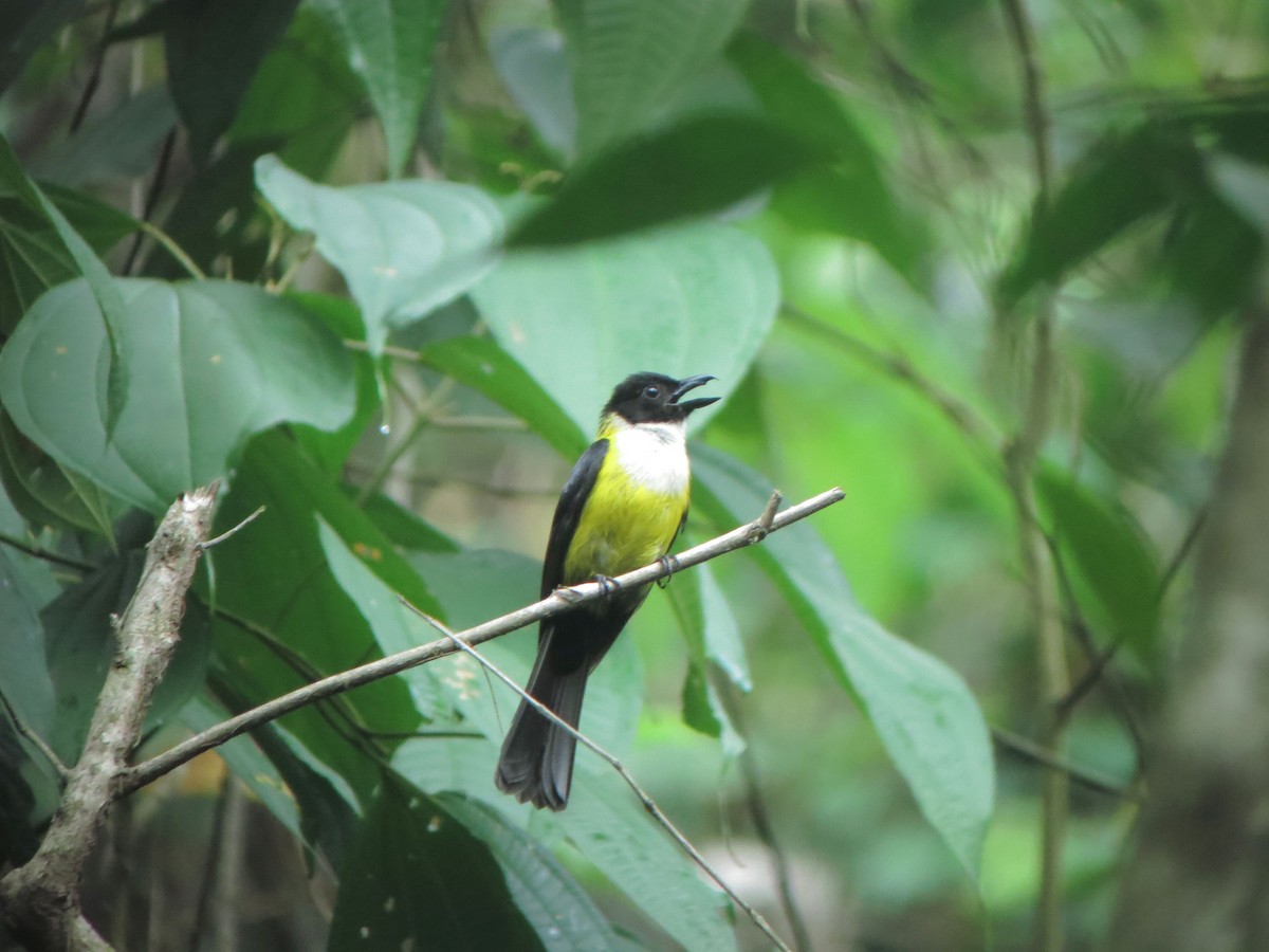 White-throated Shrike-Tanager - ML27000561