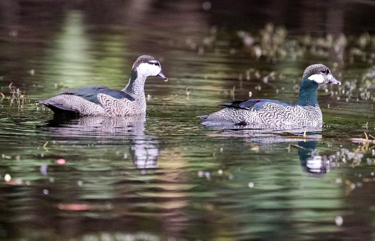 Green Pygmy-Goose - Anthony Schlencker