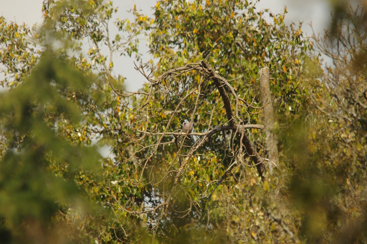 Common Wood-Pigeon - Ikshan Ganpathi