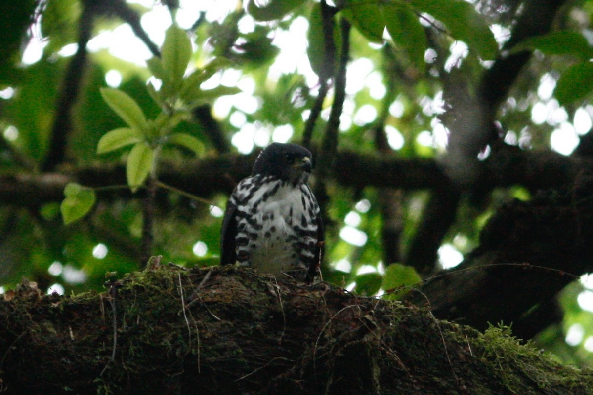 African Goshawk (Bioko) - Oscar Johnson