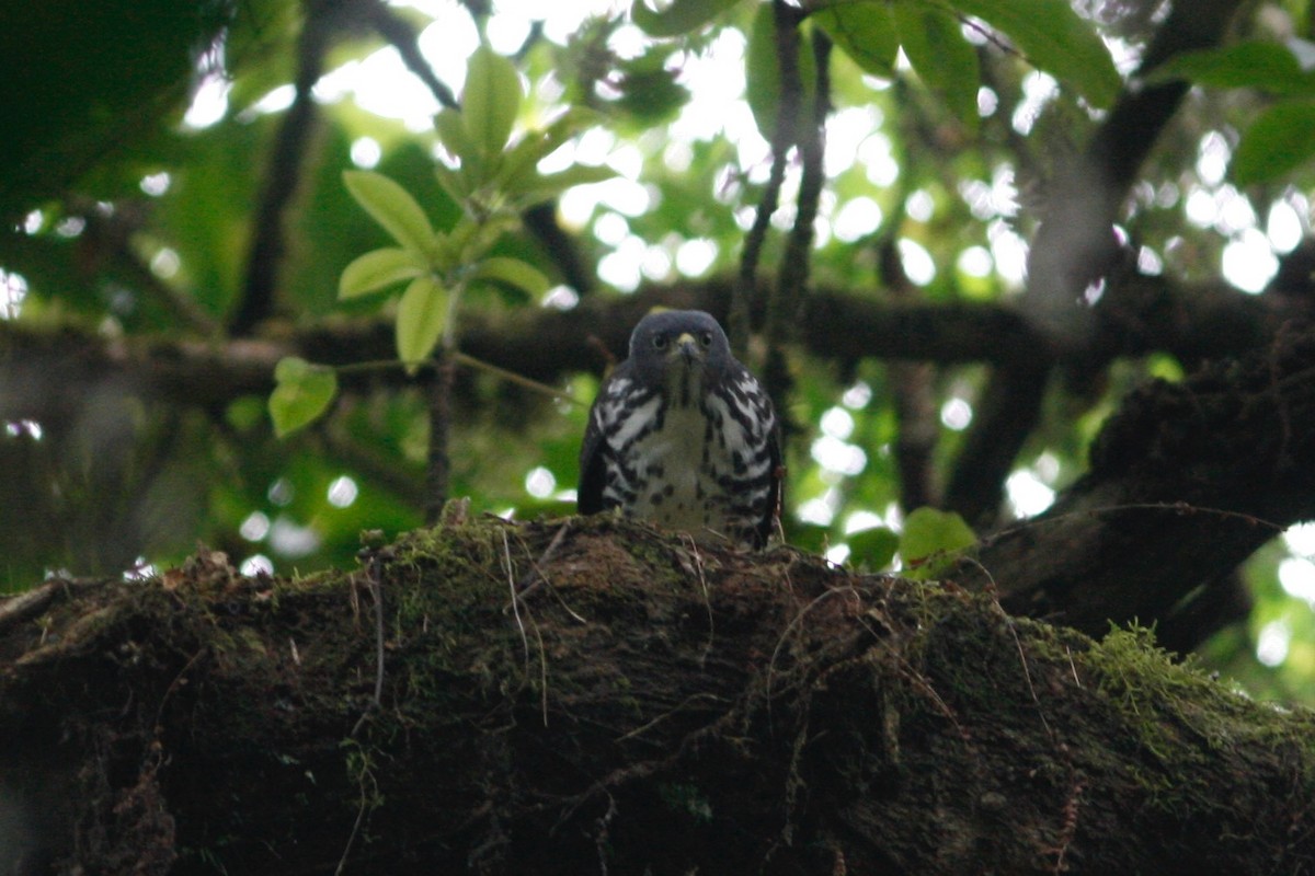 African Goshawk (Bioko) - Oscar Johnson