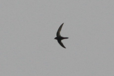 African Swift (Bioko) - ML270008591