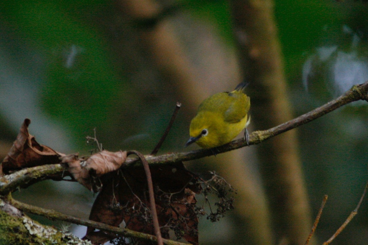 Forest White-eye - ML270008701