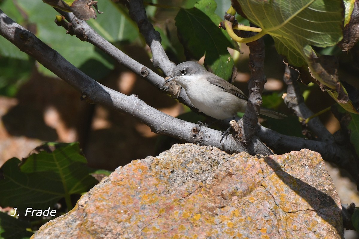 Lesser Whitethroat - José Frade