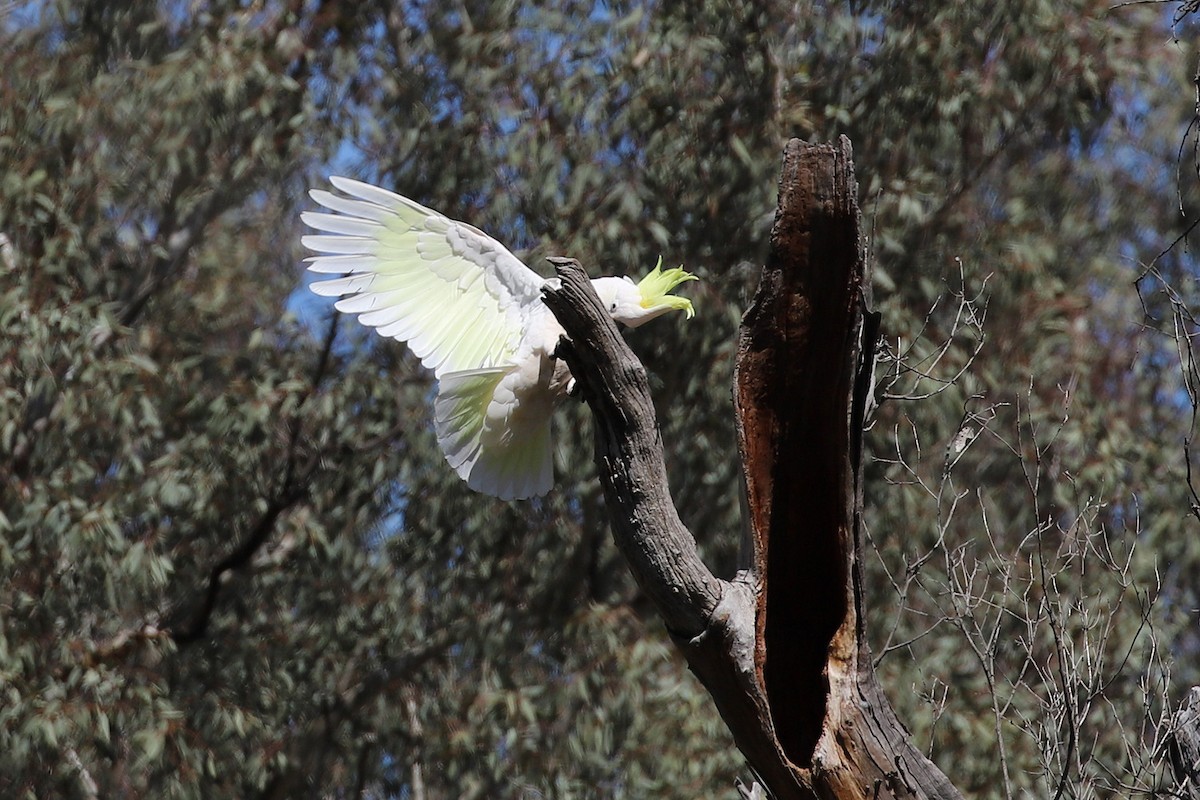 Sulphur-crested Cockatoo - ML270010011