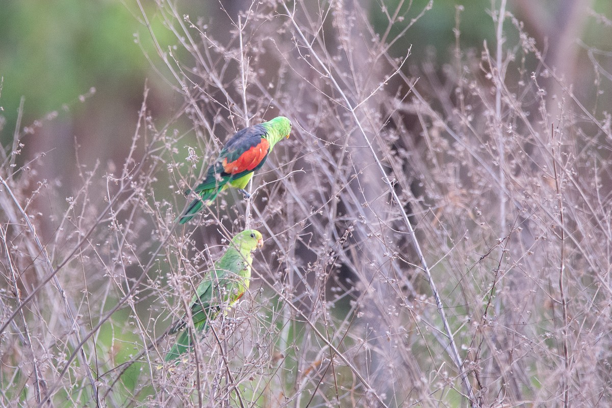 Red-winged Parrot - ML270010361