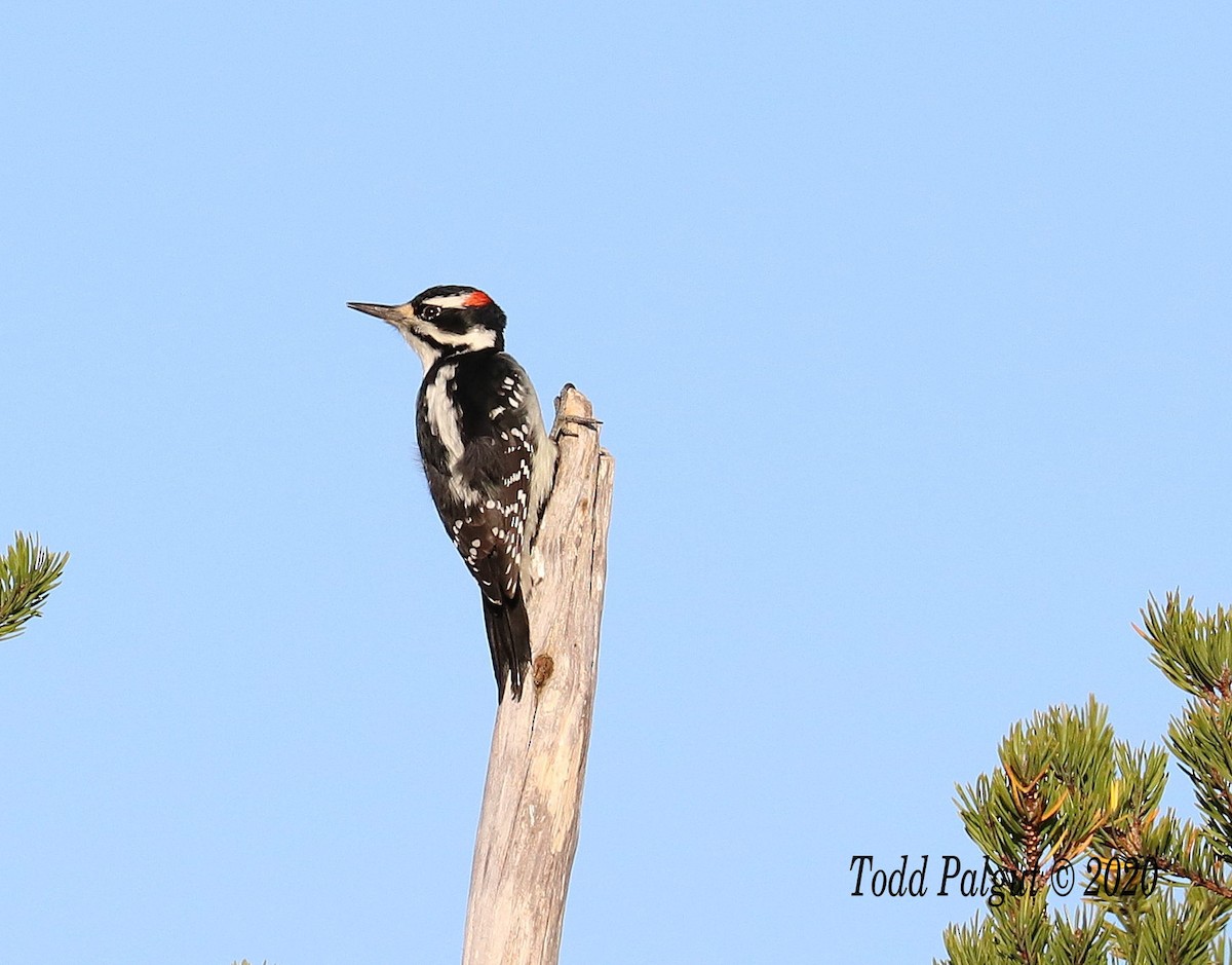 Hairy Woodpecker - ML270011601