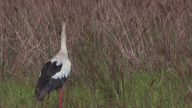 Cigogne maguari - ML270014291