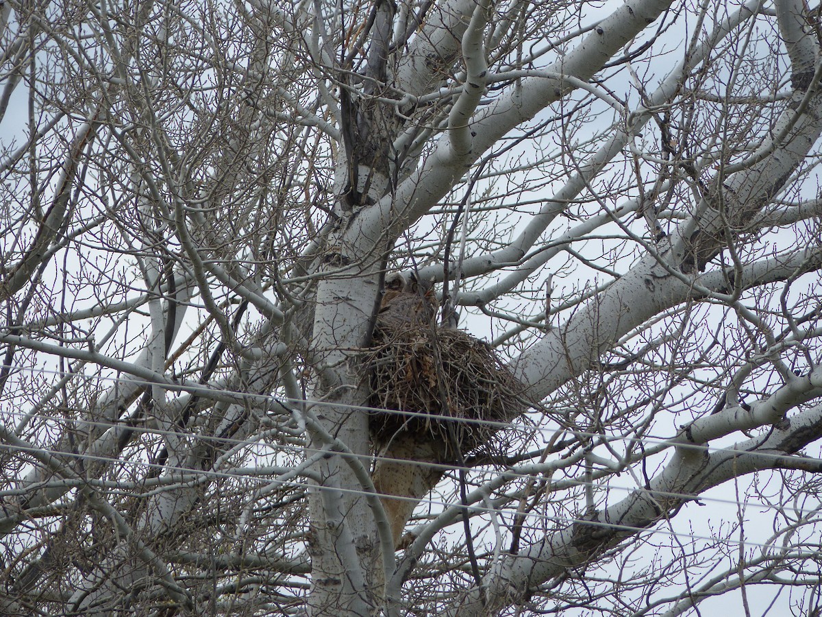 Great Horned Owl - Patti Bell