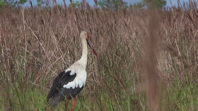 Cigogne maguari - ML270016821